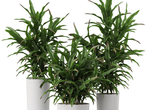 Plants collection 889 3D Модель