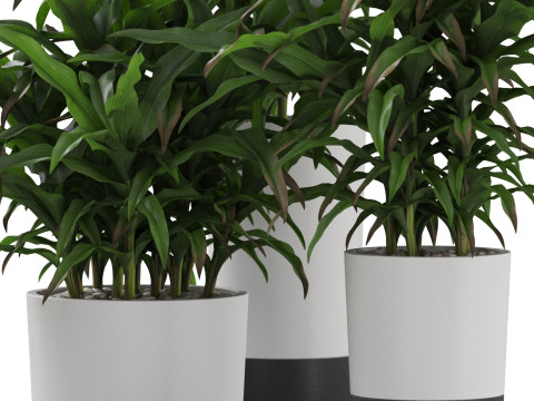 Plants collection 889 3D मॉडल