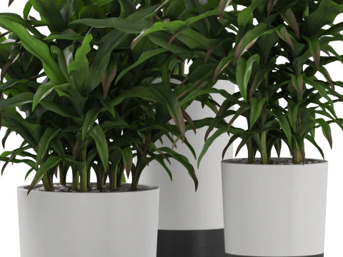 Plants collection 889 3D Model