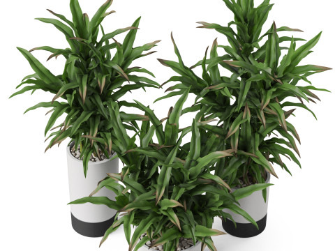 Plants collection 889 3D मॉडल
