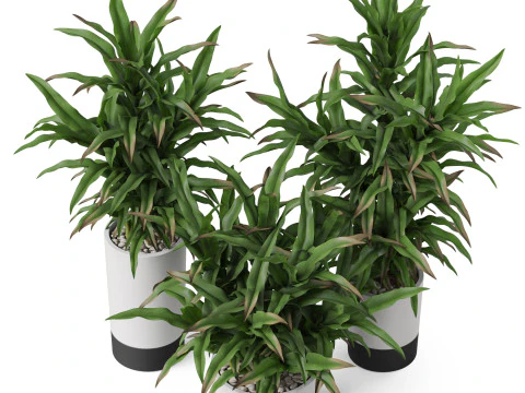 Plants collection 889 3D Model
