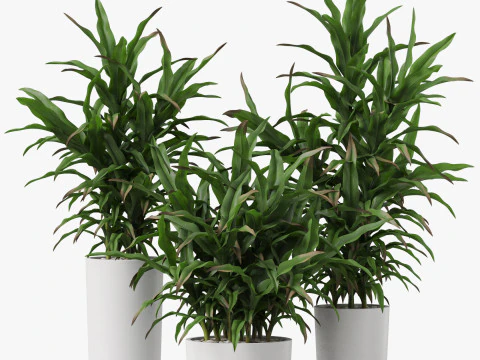 Plants collection 889 3D Model