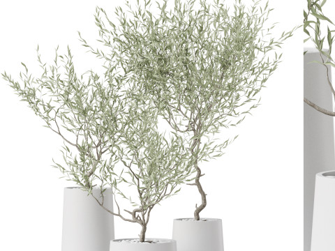 Plants collection 890 3D Модель
