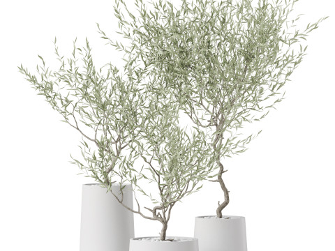 Plants collection 890 3D मॉडल