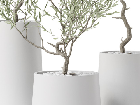 Plants collection 890 3D मॉडल