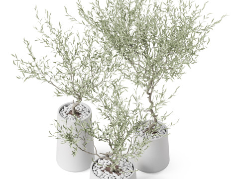 Plants collection 890 3D मॉडल