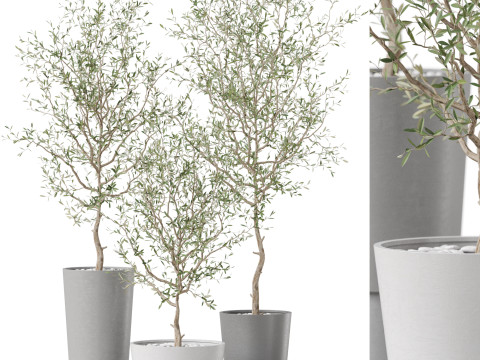 Plants collection 891 3D Модель