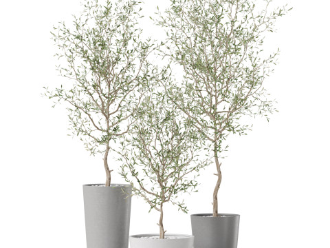 Plants collection 891 3D मॉडल