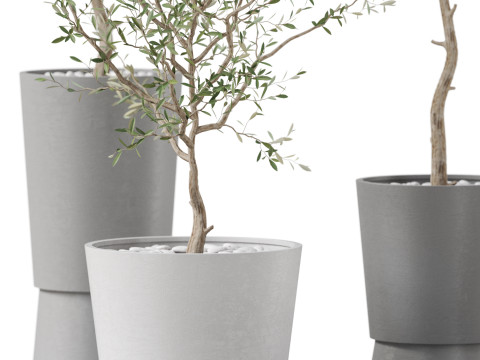Plants collection 891 3D मॉडल