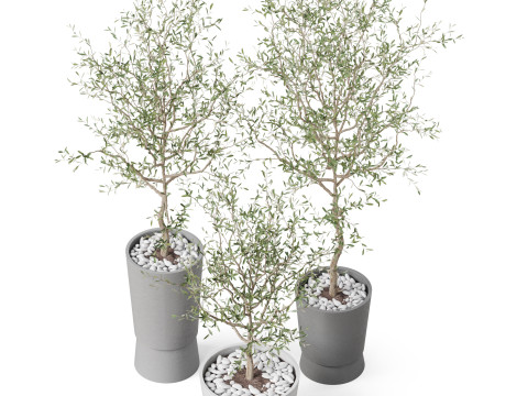 Plants collection 891 3D मॉडल