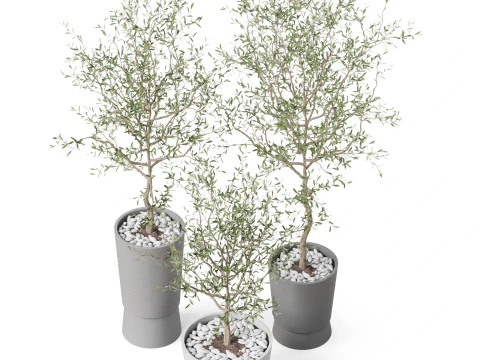 Plants collection 891 3D Model