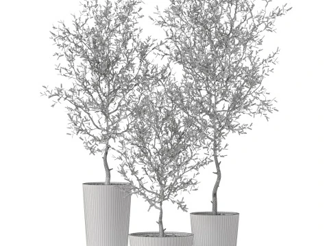 Plants collection 891 3D Model