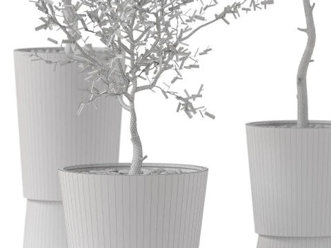 Plants collection 891 3D Model