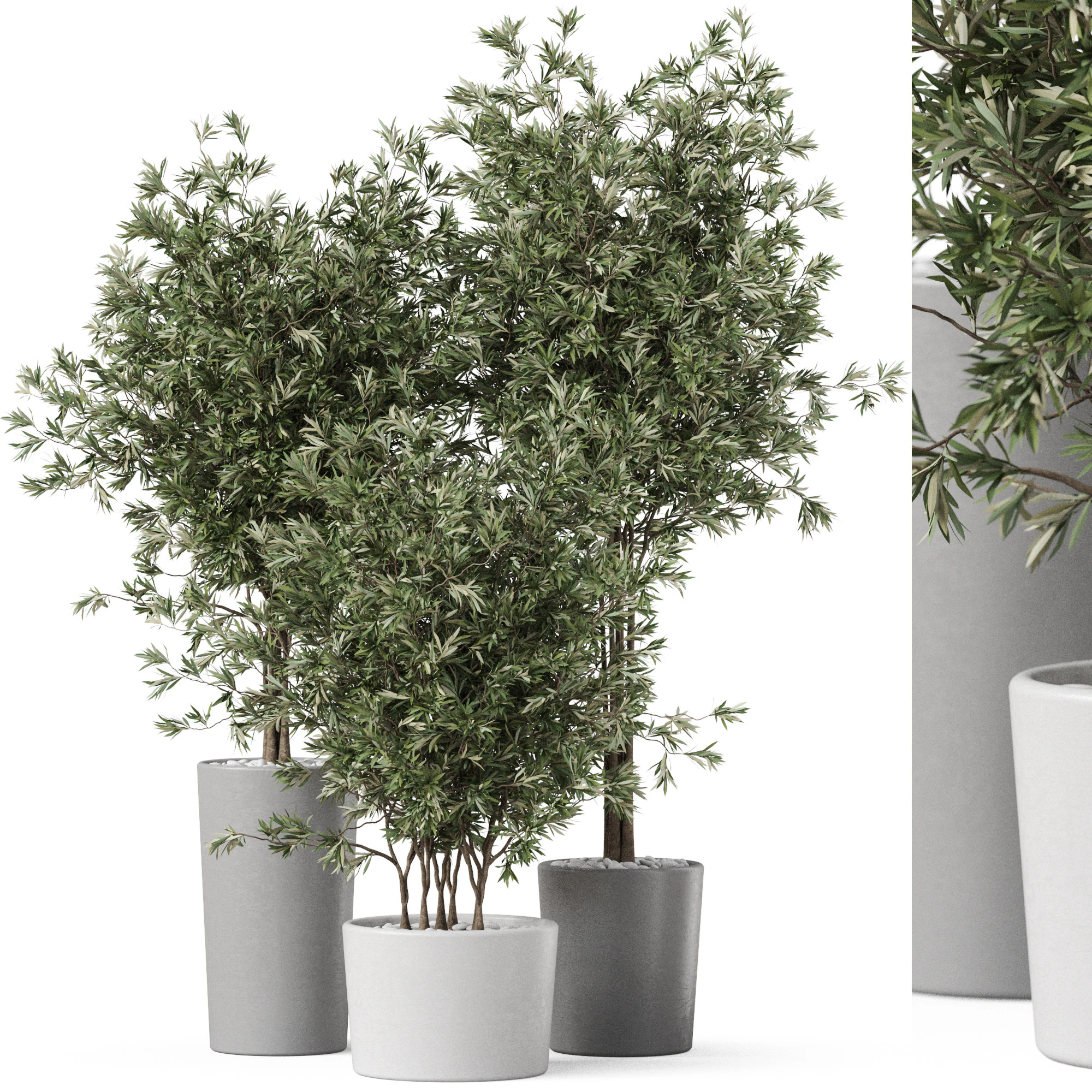 Plants collection 892 3D Model .c4d .max .obj .3ds .fbx .stl .blend 