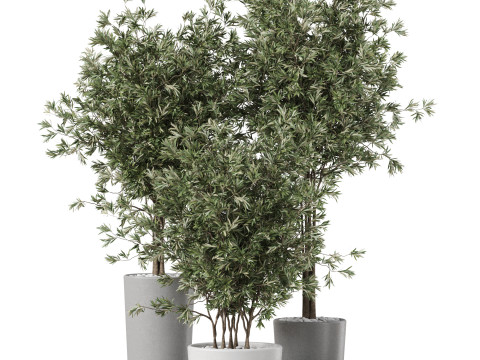 Plants collection 892 Modelo 3D