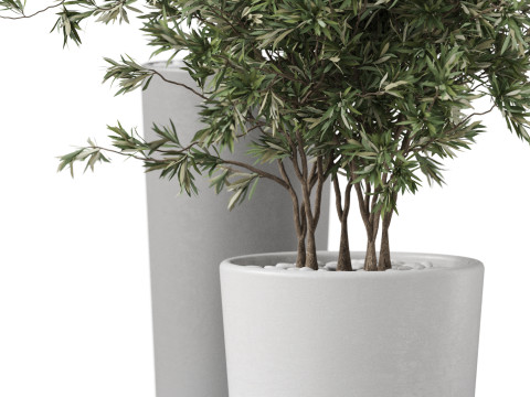 Plants collection 892 Modelo 3D
