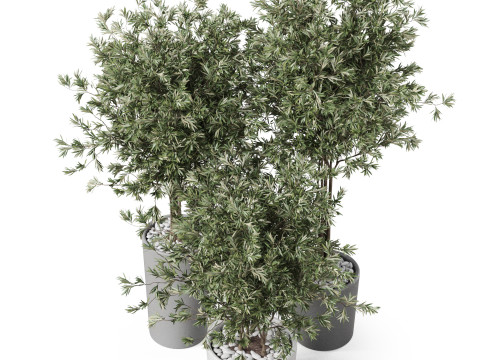 Plants collection 892 Modelo 3D