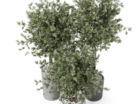 Plants collection 892 3D Model