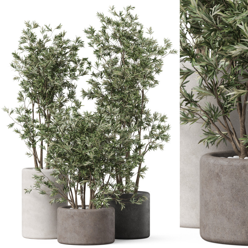 Plants collection 893 Model 3D .c4d .max .obj .3ds .fbx .stl .blend