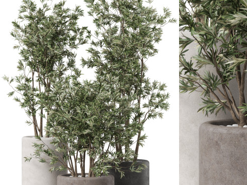 Plants collection 893 3D Модель