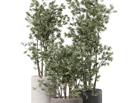 Plants collection 893 Model 3D