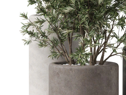 Plants collection 893 3D Model