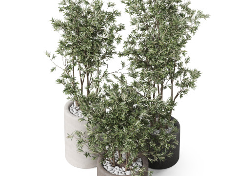 Plants collection 893 Model 3D