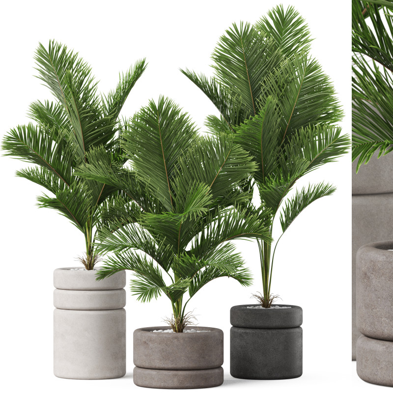 Plants collection 894 Modelo 3D .c4d .max .obj .3ds .fbx .stl .blend