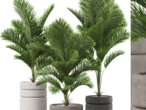 Plants collection 894 3D Модель