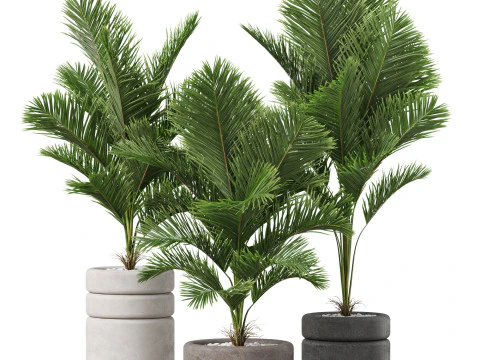 Koleksi tumbuhan 894 Model 3D