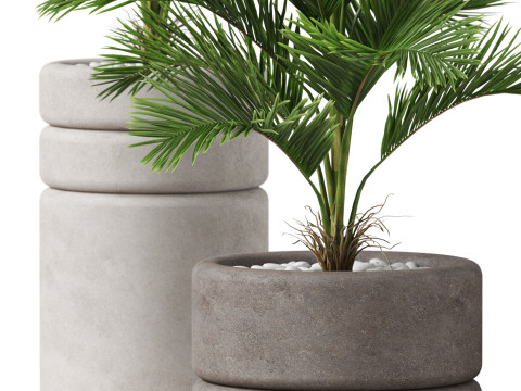 Plants collection 894 Modelo 3D