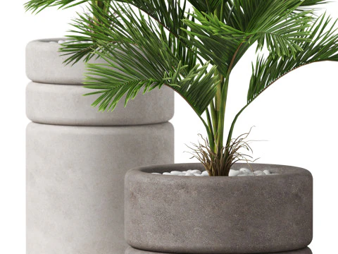 Koleksi tumbuhan 894 Model 3D