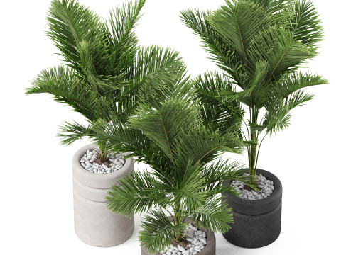 Plants collection 894 Modelo 3D