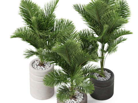 Koleksi tumbuhan 894 Model 3D