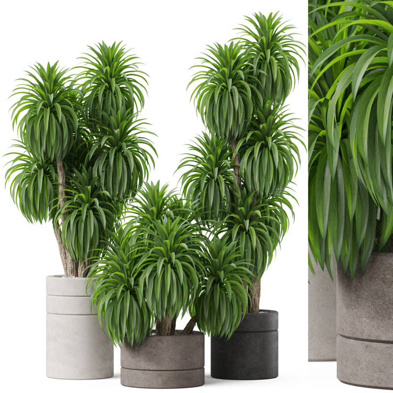 Plants collection 895 3D Модель .c4d .max .obj .3ds .fbx .stl .blend