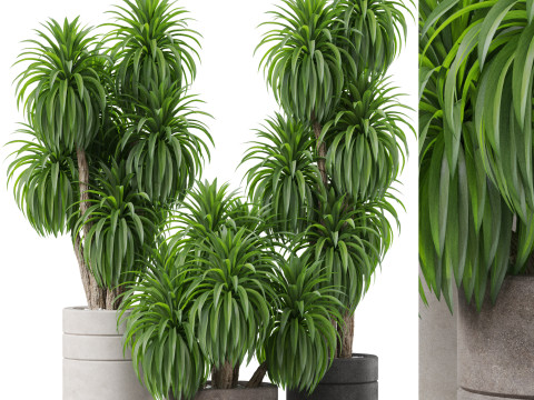 Plants collection 895 3D Модель