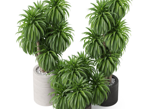 Plants collection 895 3D Модель