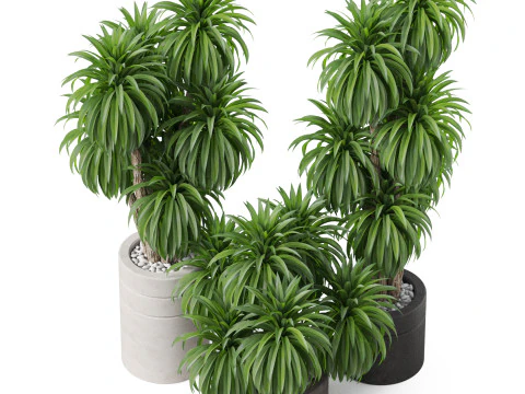 Plants collection 895 3D Model