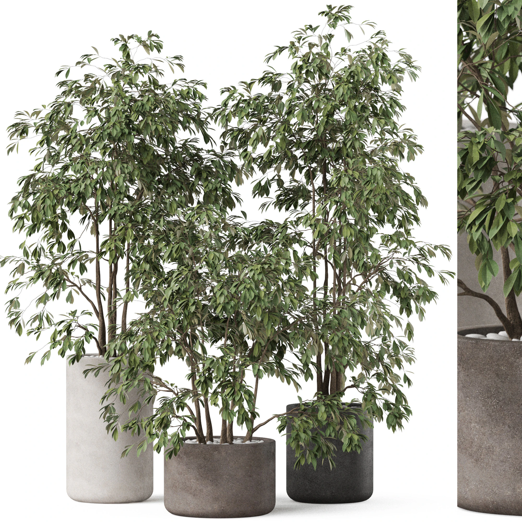 Plants collection 896 3D Model .c4d .max .obj .3ds .fbx .stl .blend 