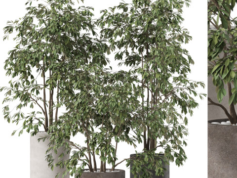 Plants collection 896 3D Модель