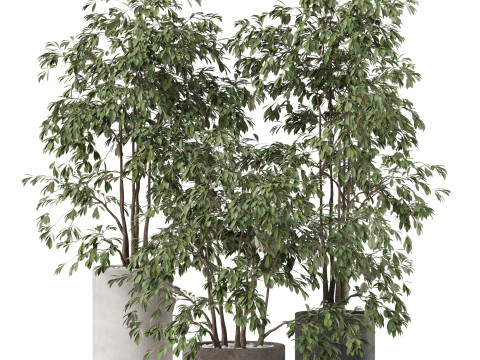 Plants collection 896 3D Модель