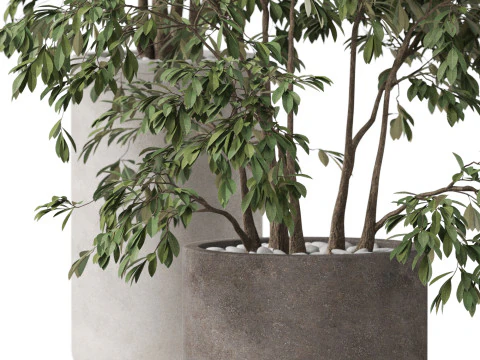 Plants collection 896 3D Model
