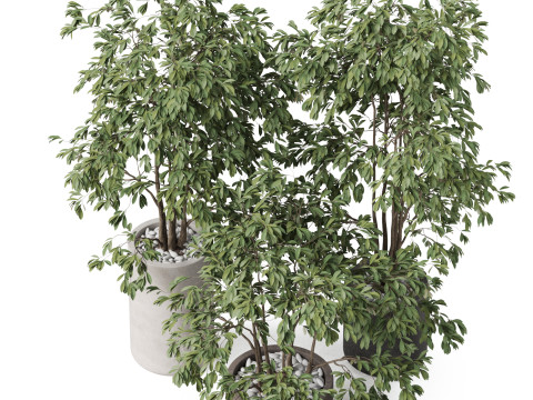 Plants collection 896 3D Модель