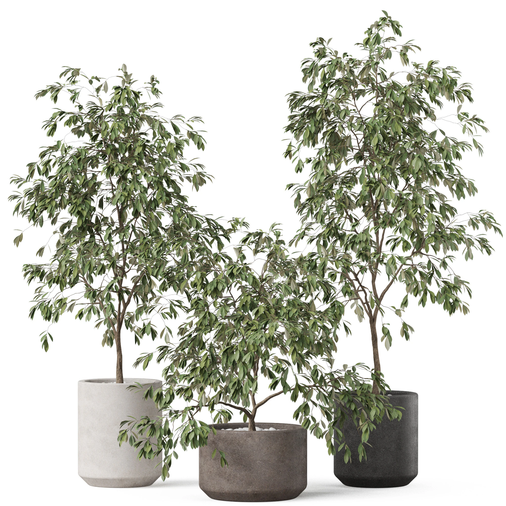 植物コレクション 897 3Dモデル .c4d .max .obj .3ds .fbx .stl .blend 