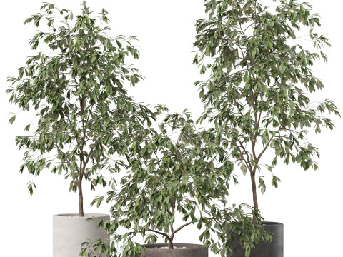 Plants collection 897 3D Модель