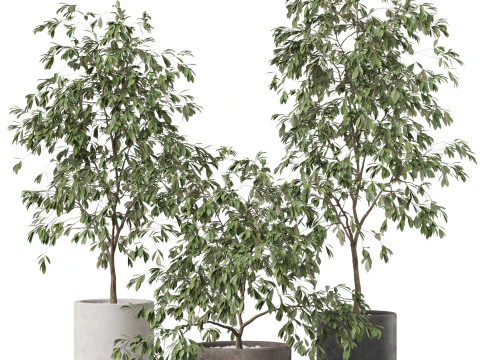 植物コレクション 897 3Dモデル