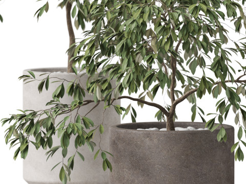 Plants collection 897 Model 3D