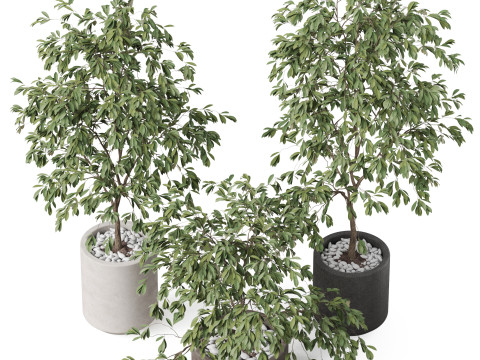 Plants collection 897 Model 3D