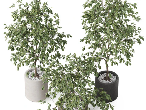 植物コレクション 897 3Dモデル