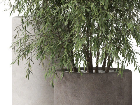 植物收藏 898 3D 模型